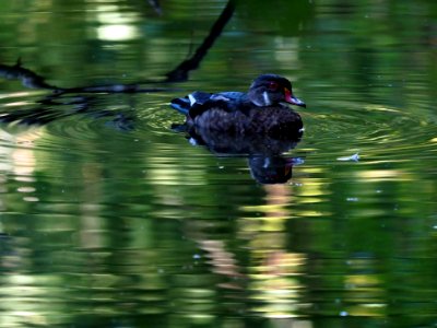 Wood Duck - Millstone River photo