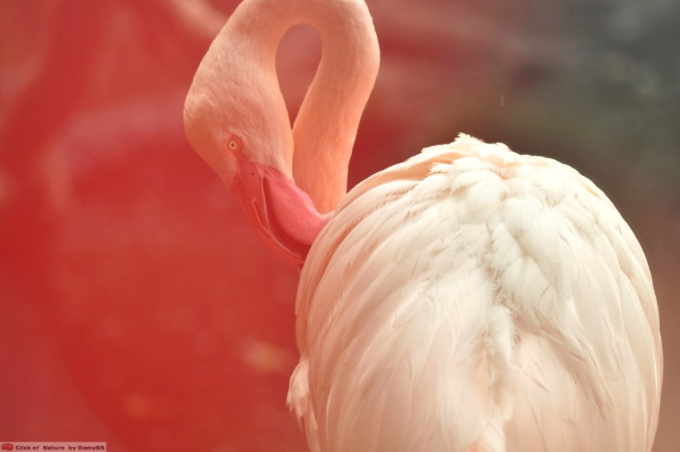 DAM1739 - Fenicottero Rosa (Phoenicopterus roseus)