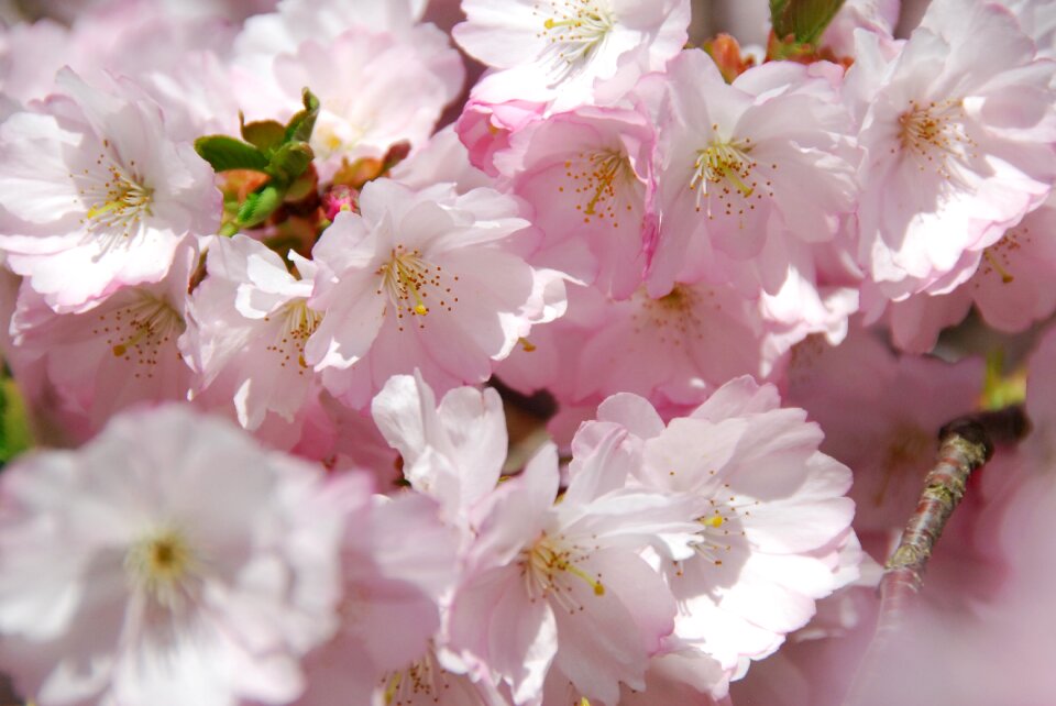 Cherry blossom spring flowering trees