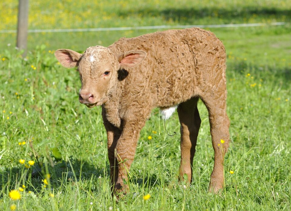 Livestock cattle calf
