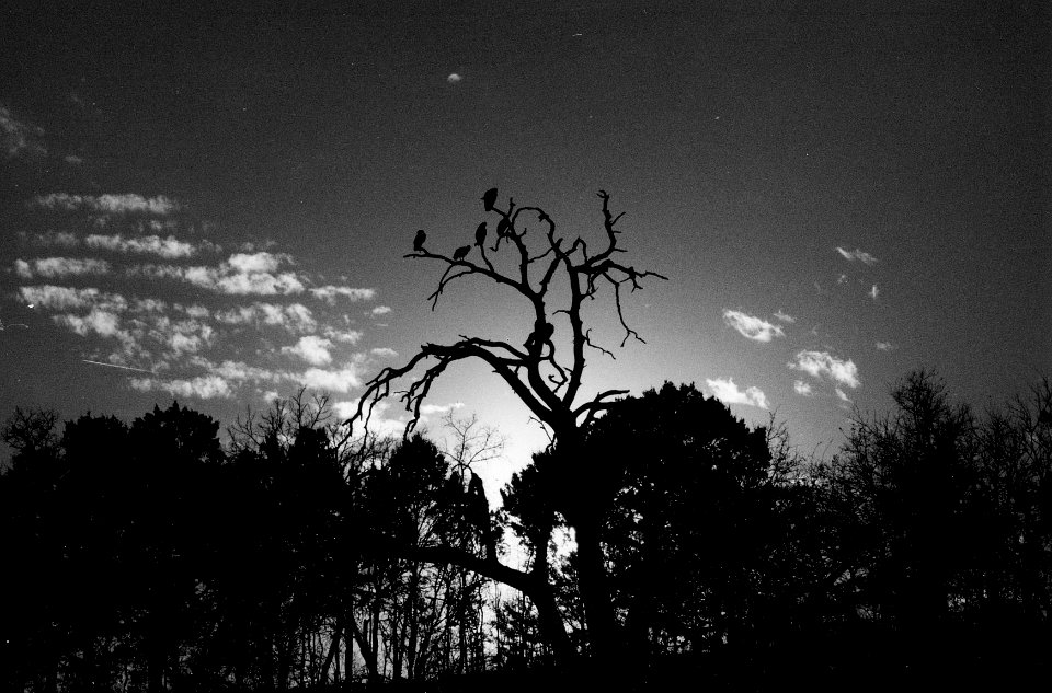 Turkey Vultures, Dinosaur Valley State Park