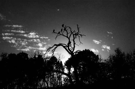 Turkey Vultures, Dinosaur Valley State Park photo