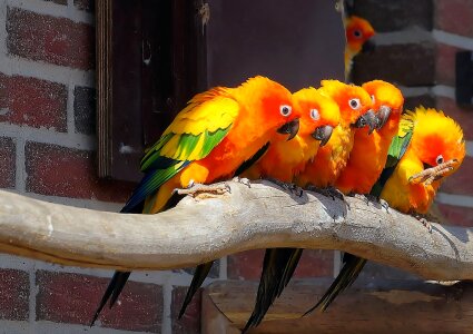 Color birds multi coloured photo