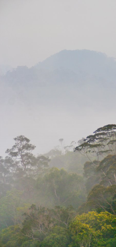 Bario Cloud Forest