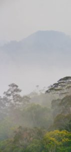 Bario Cloud Forest photo