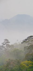 Bario Cloud Forest