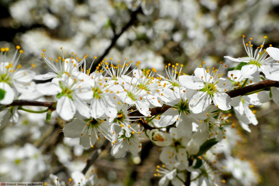 DAM1735 - Prugnolo (Prunus spinosa)