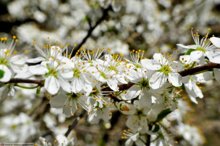 DAM1735 - Prugnolo (Prunus spinosa)