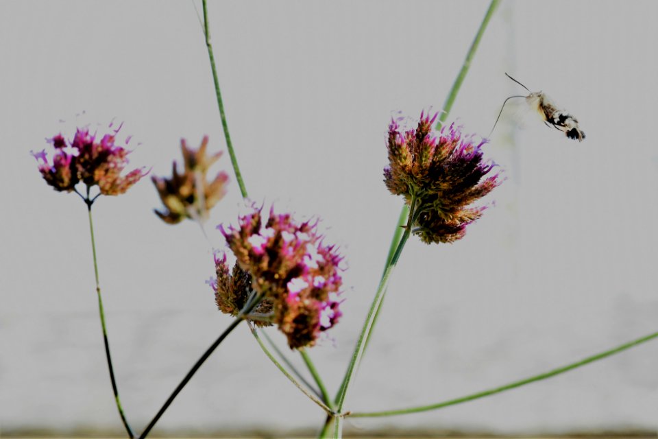 dsc 1244-2 23886291657 o