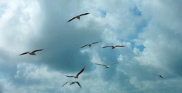 Gull gulls mövenschwarm