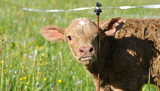 Cattle calf meadow photo