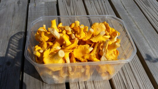 Chanterelle mushrooms sponge basket autumn mushrooms photo