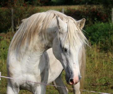 Thoroughbred arabian horse head pasture photo