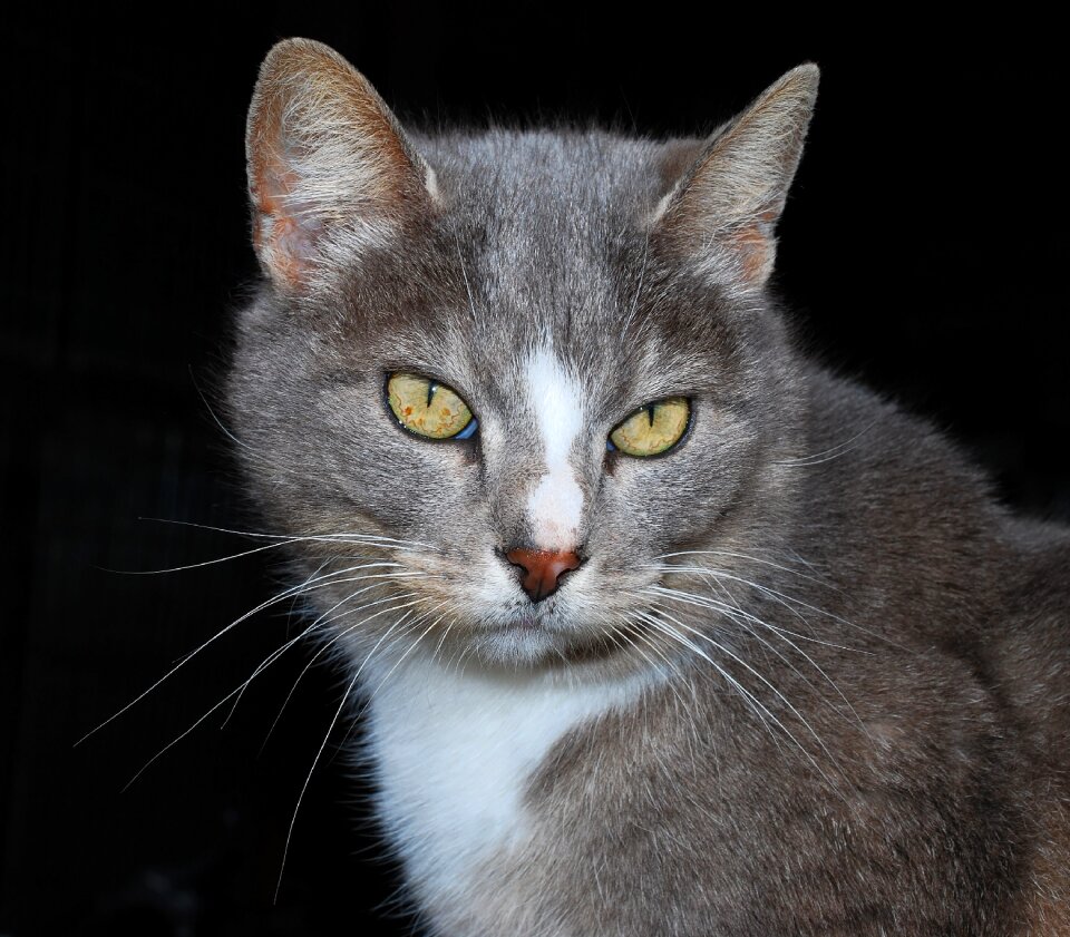 Fur head portrait