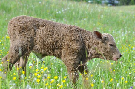 Cattle calf meadow photo