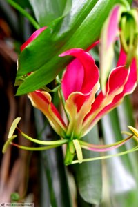 DAM1873 - Gloriosa superba