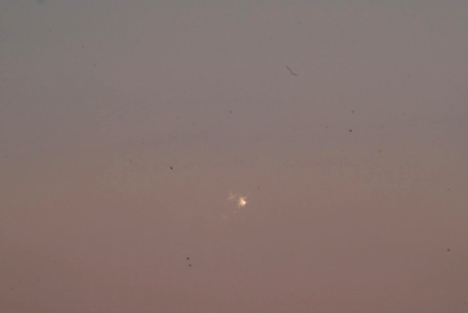 Venus