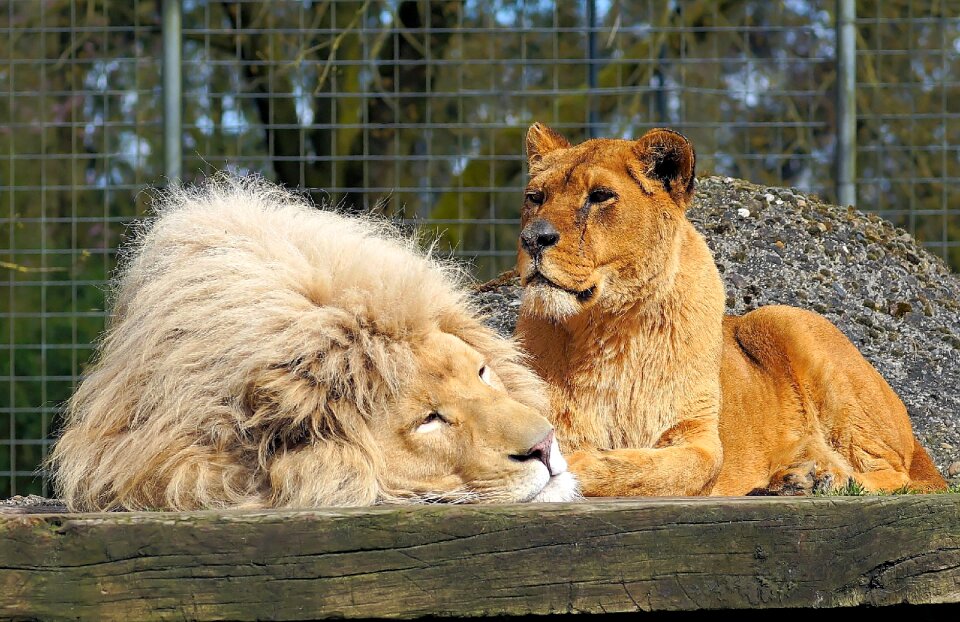Animal world zoo cage