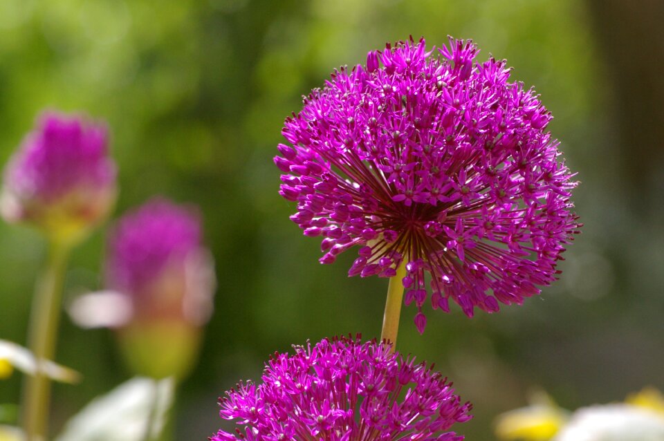 Bloom leek flower flower ball - Free Stock Photos | Creazilla