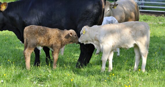 Cattle calf meadow