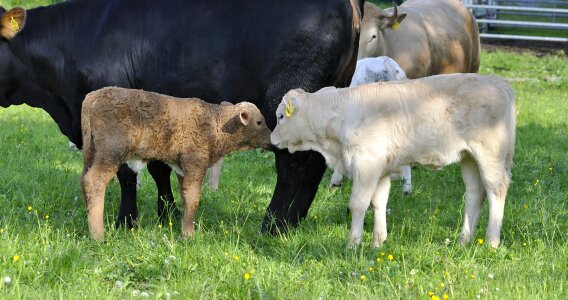 Cattle calf meadow photo