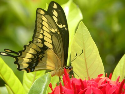 Butterfly mariposa flor