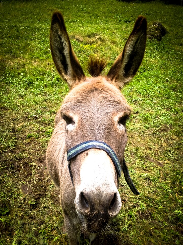 Beast of burden animal animal world