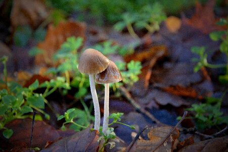 Autumn poisoning nature
