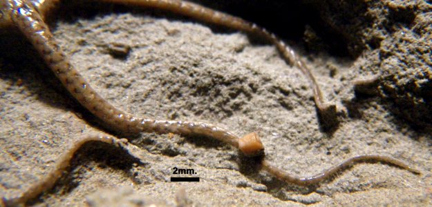 Ophioderma egertoni?