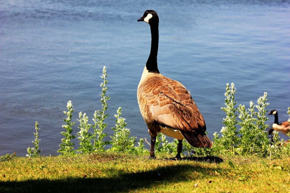 Geese nature canada