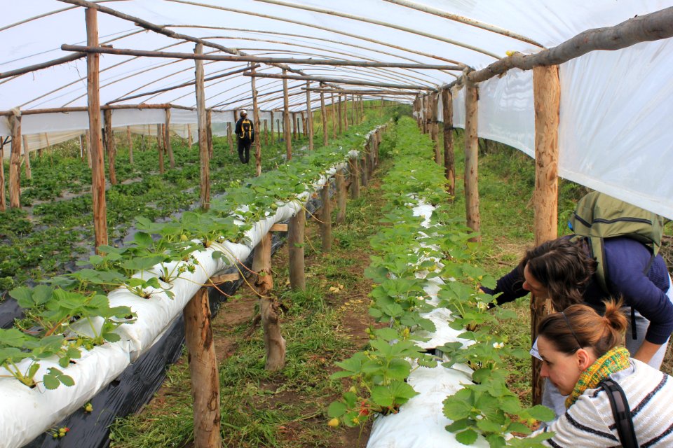 Cultivo orgânico de morangos e amoras