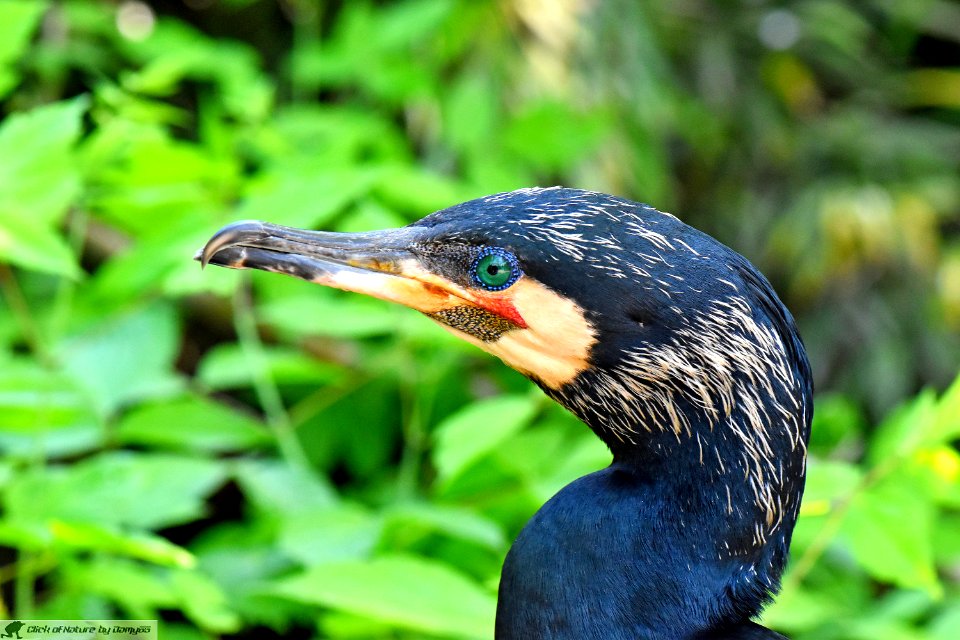 DAM1883 - Cormorano (Phalacrocorax carbo)