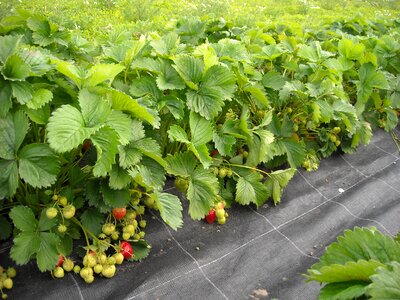 Fruits fruit leaves