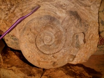 Harpoceras falciferum