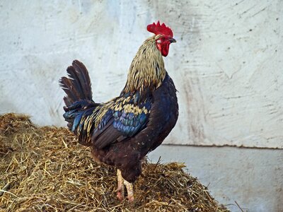 Crap misthaufen gockel poultry