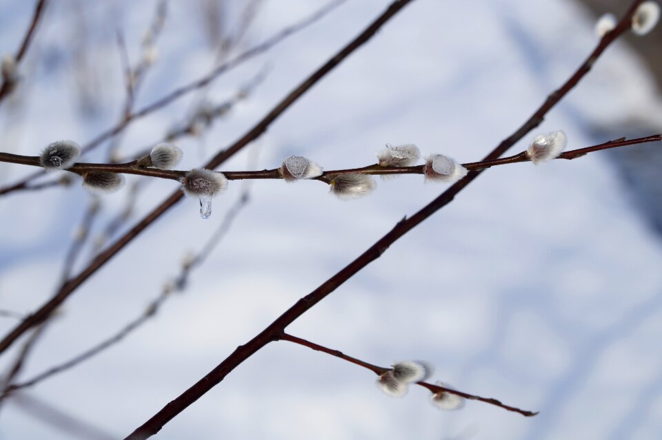 Frozen end of winter winter