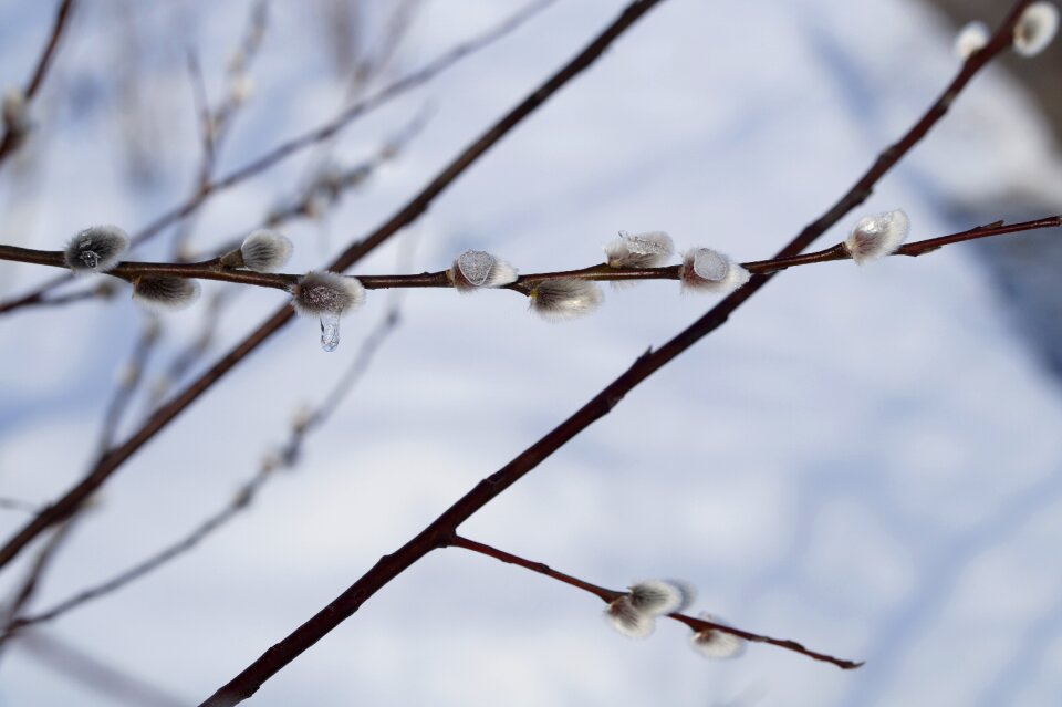 Frozen end of winter winter photo