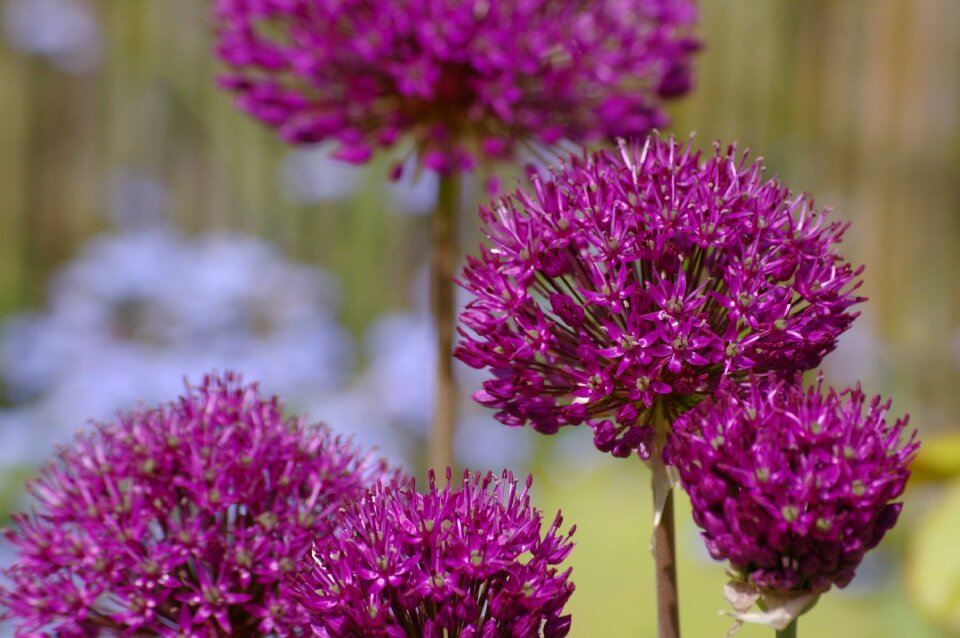Bloom leek flower flower balls