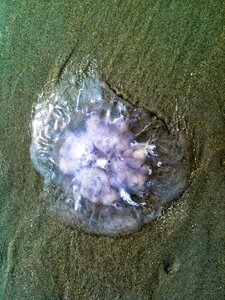 Schirmqualle transparent north sea