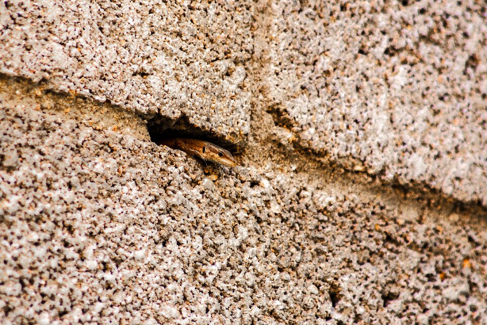 Cold blooded animals nature fauna