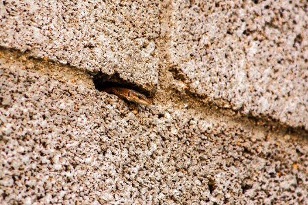 Cold blooded animals nature fauna