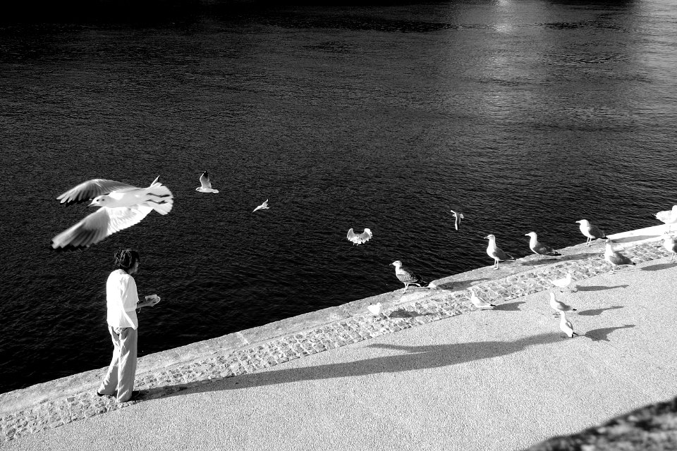 Mouettes et goélands