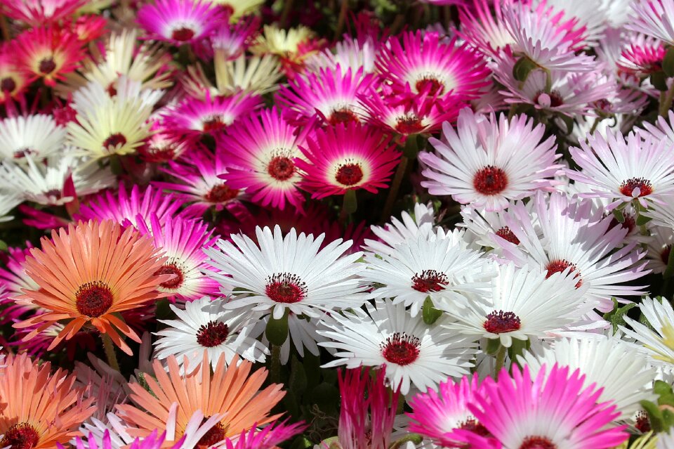Livingstone garden bloom