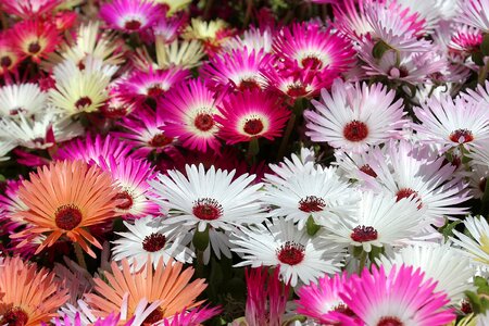 Livingstone garden bloom