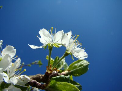 Flower apple blossom himmel