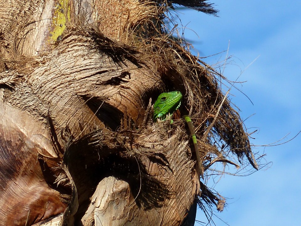 Reptile green palm