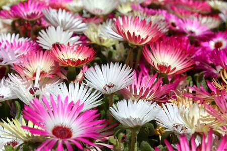 Livingstone garden bloom