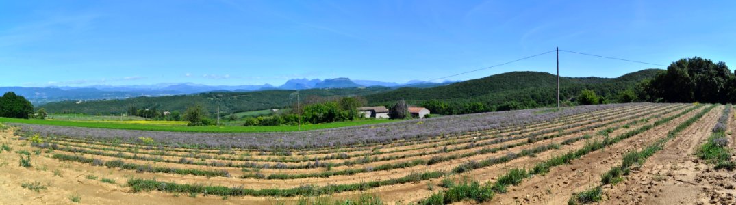 Thymes blossom field