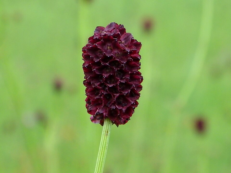 Green plant burnet
