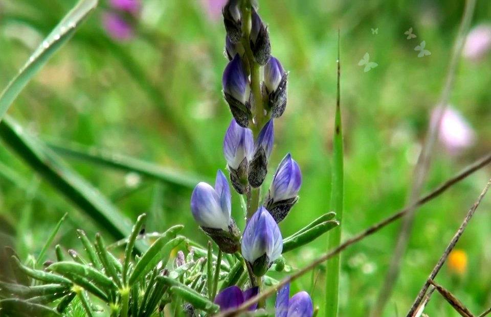 Early bloom in a forest